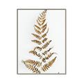 Picture of Dried Fern Leaf  _GroupedProduct_Rectangle_Portrait_Photography _GroupedProduct_Rectangle_Portrait_Canvas_Framed_