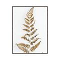Picture of Dried Fern Leaf  _GroupedProduct_Rectangle_Portrait_Photography _GroupedProduct_Rectangle_Portrait_Canvas_Framed_