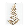 Picture of Dried Fern Leaf  _GroupedProduct_Rectangle_Portrait_Photography _GroupedProduct_Rectangle_Portrait_Canvas_Framed_