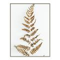 Picture of Dried Fern Leaf  _GroupedProduct_Rectangle_Portrait_Photography _GroupedProduct_Rectangle_Portrait_Canvas_Framed_