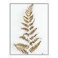 Picture of Dried Fern Leaf  _GroupedProduct_Rectangle_Portrait_Photography _GroupedProduct_Rectangle_Portrait_Canvas_Framed_