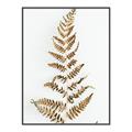 Picture of Dried Fern Leaf  _GroupedProduct_Rectangle_Portrait_Photography _GroupedProduct_Rectangle_Portrait_Canvas_Framed_