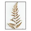 Picture of Dried Fern Leaf  _GroupedProduct_Rectangle_Portrait_Photography _GroupedProduct_Rectangle_Portrait_Canvas_Framed_