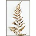 Picture of Dried Fern Leaf  _GroupedProduct_Rectangle_Portrait_Photography _GroupedProduct_Rectangle_Portrait_Canvas_Framed_