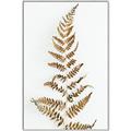 Picture of Dried Fern Leaf  _GroupedProduct_Rectangle_Portrait_Photography _GroupedProduct_Rectangle_Portrait_Canvas_Framed_
