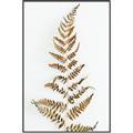 Picture of Dried Fern Leaf  _GroupedProduct_Rectangle_Portrait_Photography _GroupedProduct_Rectangle_Portrait_Canvas_Framed_
