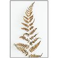 Picture of Dried Fern Leaf  _GroupedProduct_Rectangle_Portrait_Photography _GroupedProduct_Rectangle_Portrait_Canvas_Framed_