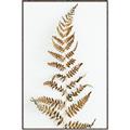 Picture of Dried Fern Leaf  _GroupedProduct_Rectangle_Portrait_Photography _GroupedProduct_Rectangle_Portrait_Canvas_Framed_