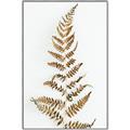 Picture of Dried Fern Leaf  _GroupedProduct_Rectangle_Portrait_Photography _GroupedProduct_Rectangle_Portrait_Canvas_Framed_