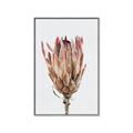 Picture of Dried Flower II _GroupedProduct_Rectangle_Portrait_Photography _GroupedProduct_Rectangle_Portrait_Canvas_Framed_