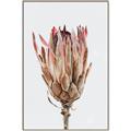 Picture of Dried Flower II _GroupedProduct_Rectangle_Portrait_Photography _GroupedProduct_Rectangle_Portrait_Canvas_Framed_