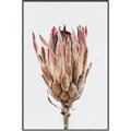 Picture of Dried Flower II _GroupedProduct_Rectangle_Portrait_Photography _GroupedProduct_Rectangle_Portrait_Canvas_Framed_