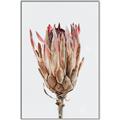 Picture of Dried Flower II _GroupedProduct_Rectangle_Portrait_Photography _GroupedProduct_Rectangle_Portrait_Canvas_Framed_
