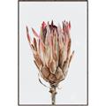 Picture of Dried Flower II _GroupedProduct_Rectangle_Portrait_Photography _GroupedProduct_Rectangle_Portrait_Canvas_Framed_