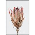 Picture of Dried Flower II _GroupedProduct_Rectangle_Portrait_Photography _GroupedProduct_Rectangle_Portrait_Canvas_Framed_