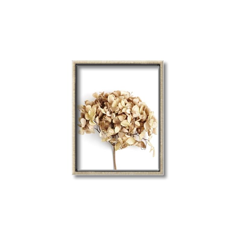 Picture of Dried Hydrangea _GroupedProduct_Rectangle_Portrait_Photography _GroupedProduct_Rectangle_Portrait_Canvas_Framed_