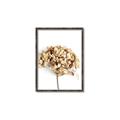 Picture of Dried Hydrangea _GroupedProduct_Rectangle_Portrait_Photography _GroupedProduct_Rectangle_Portrait_Canvas_Framed_