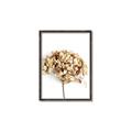 Picture of Dried Hydrangea _GroupedProduct_Rectangle_Portrait_Photography _GroupedProduct_Rectangle_Portrait_Canvas_Framed_