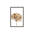 Picture of Dried Hydrangea _GroupedProduct_Rectangle_Portrait_Photography _GroupedProduct_Rectangle_Portrait_Canvas_Framed_