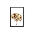 Picture of Dried Hydrangea _GroupedProduct_Rectangle_Portrait_Photography _GroupedProduct_Rectangle_Portrait_Canvas_Framed_