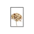 Picture of Dried Hydrangea _GroupedProduct_Rectangle_Portrait_Photography _GroupedProduct_Rectangle_Portrait_Canvas_Framed_
