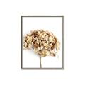 Picture of Dried Hydrangea _GroupedProduct_Rectangle_Portrait_Photography _GroupedProduct_Rectangle_Portrait_Canvas_Framed_