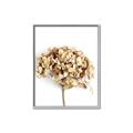 Picture of Dried Hydrangea _GroupedProduct_Rectangle_Portrait_Photography _GroupedProduct_Rectangle_Portrait_Canvas_Framed_
