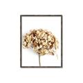 Picture of Dried Hydrangea _GroupedProduct_Rectangle_Portrait_Photography _GroupedProduct_Rectangle_Portrait_Canvas_Framed_