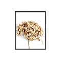 Picture of Dried Hydrangea _GroupedProduct_Rectangle_Portrait_Photography _GroupedProduct_Rectangle_Portrait_Canvas_Framed_