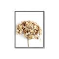 Picture of Dried Hydrangea _GroupedProduct_Rectangle_Portrait_Photography _GroupedProduct_Rectangle_Portrait_Canvas_Framed_