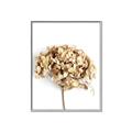 Picture of Dried Hydrangea _GroupedProduct_Rectangle_Portrait_Photography _GroupedProduct_Rectangle_Portrait_Canvas_Framed_