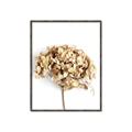 Picture of Dried Hydrangea _GroupedProduct_Rectangle_Portrait_Photography _GroupedProduct_Rectangle_Portrait_Canvas_Framed_