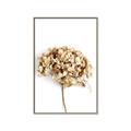 Picture of Dried Hydrangea _GroupedProduct_Rectangle_Portrait_Photography _GroupedProduct_Rectangle_Portrait_Canvas_Framed_