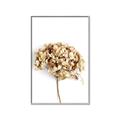 Picture of Dried Hydrangea _GroupedProduct_Rectangle_Portrait_Photography _GroupedProduct_Rectangle_Portrait_Canvas_Framed_
