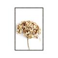 Picture of Dried Hydrangea _GroupedProduct_Rectangle_Portrait_Photography _GroupedProduct_Rectangle_Portrait_Canvas_Framed_