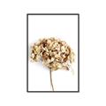 Picture of Dried Hydrangea _GroupedProduct_Rectangle_Portrait_Photography _GroupedProduct_Rectangle_Portrait_Canvas_Framed_