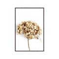 Picture of Dried Hydrangea _GroupedProduct_Rectangle_Portrait_Photography _GroupedProduct_Rectangle_Portrait_Canvas_Framed_