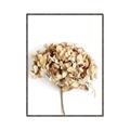 Picture of Dried Hydrangea _GroupedProduct_Rectangle_Portrait_Photography _GroupedProduct_Rectangle_Portrait_Canvas_Framed_