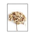 Picture of Dried Hydrangea _GroupedProduct_Rectangle_Portrait_Photography _GroupedProduct_Rectangle_Portrait_Canvas_Framed_