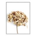 Picture of Dried Hydrangea _GroupedProduct_Rectangle_Portrait_Photography _GroupedProduct_Rectangle_Portrait_Canvas_Framed_