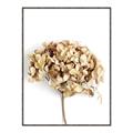 Picture of Dried Hydrangea _GroupedProduct_Rectangle_Portrait_Photography _GroupedProduct_Rectangle_Portrait_Canvas_Framed_
