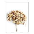 Picture of Dried Hydrangea _GroupedProduct_Rectangle_Portrait_Photography _GroupedProduct_Rectangle_Portrait_Canvas_Framed_