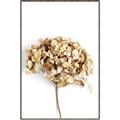 Picture of Dried Hydrangea _GroupedProduct_Rectangle_Portrait_Photography _GroupedProduct_Rectangle_Portrait_Canvas_Framed_