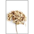Picture of Dried Hydrangea _GroupedProduct_Rectangle_Portrait_Photography _GroupedProduct_Rectangle_Portrait_Canvas_Framed_