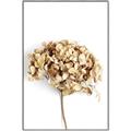Picture of Dried Hydrangea _GroupedProduct_Rectangle_Portrait_Photography _GroupedProduct_Rectangle_Portrait_Canvas_Framed_