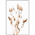 Picture of Dried Lilies  _GroupedProduct_Rectangle_Portrait_Photography _GroupedProduct_Rectangle_Portrait_Canvas_Framed_