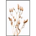 Picture of Dried Lilies  _GroupedProduct_Rectangle_Portrait_Photography _GroupedProduct_Rectangle_Portrait_Canvas_Framed_