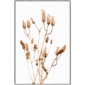 Picture of Dried Lilies  _GroupedProduct_Rectangle_Portrait_Photography _GroupedProduct_Rectangle_Portrait_Canvas_Framed_