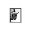 Picture of Buffalo Bill _GroupedProduct_Rectangle_Portrait_Photography _GroupedProduct_Rectangle_Portrait_Canvas_Framed_