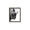 Picture of Buffalo Bill _GroupedProduct_Rectangle_Portrait_Photography _GroupedProduct_Rectangle_Portrait_Canvas_Framed_